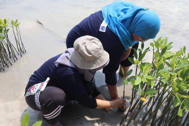 BRI tanam 10.500 bibit mangrove sepanjang 2023. Foto: BRI