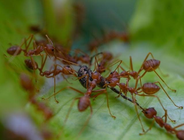 Ilustrasi tahapan cara ternak kroto, sumber foto: unsplash.com/oktavianus mulyadi