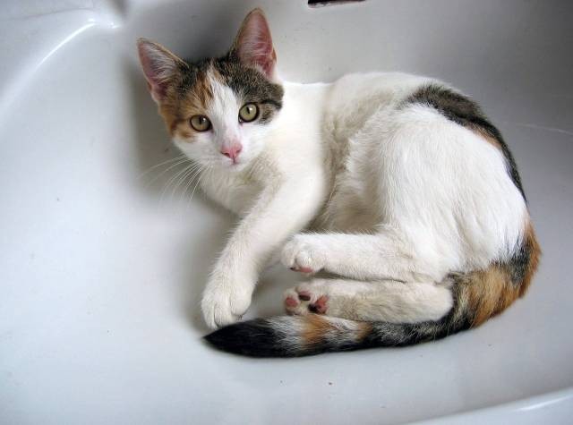 Ilustrasi cara menghilangkan bakteri dan kutu pada bulu kucing. Foto: Pixabay