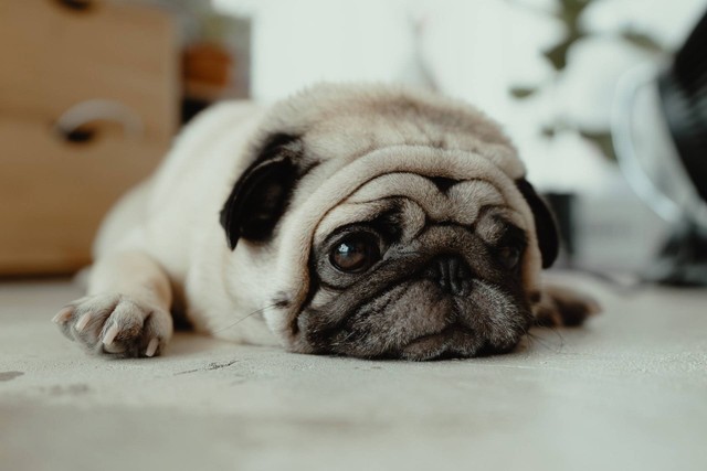 Ilustrasi perut anjing bunyi. Sumber foto: Unsplash