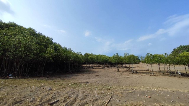 Ekosistem Mangrove yang tersisa dan di jaga di sekitar Pantai Payangan dan Teluk Love (Dokumentasi Pribadi, 17/09/2023)