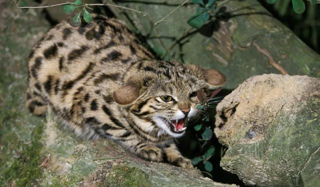 Kucing paling mematikan di dunia. Foto: Shutterstock