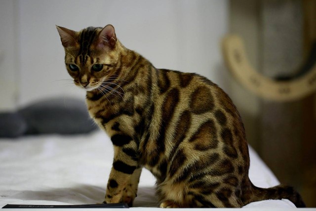 Ilustrasi jenis kucing bengal. Sumber: lshman000/pixabay.com