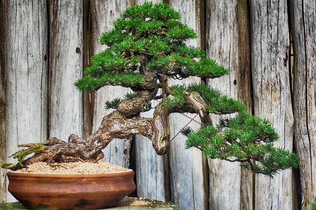 Ilustrasi jenis bonsai. Foto: Pixabay