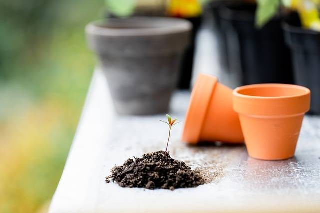 Ilustrasi manfaat pupuk TSP. Foto: Pixabay