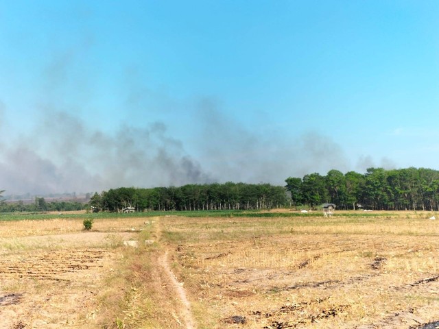 Kebakaran di Taman Nasional Way Kambas (TNWK), Lampung. | Foto: istimewa