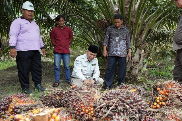 Pj Bupati Muba, Apriyadi, saat meninjau perkebunan sawit masyarakat. (ist)