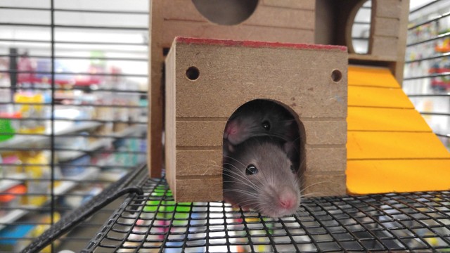 Ilustrasi Cara Membuat Perangkap Tikus, Foto:pexels/Tanner Johnson