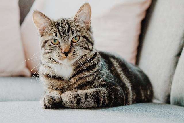 Ilustrasi Cara Basmi Kutu Kucing Secara Alami. Foto: dok. Unsplash/Erik-Jan Leusink