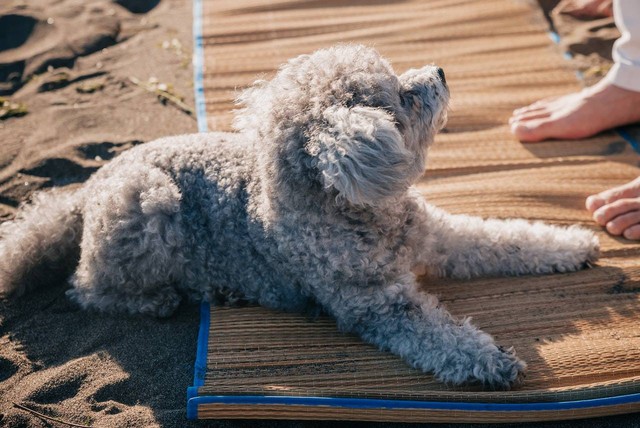 Ilustrasi makanan anjing poodle. Sumber: PNW Production/pexels.com