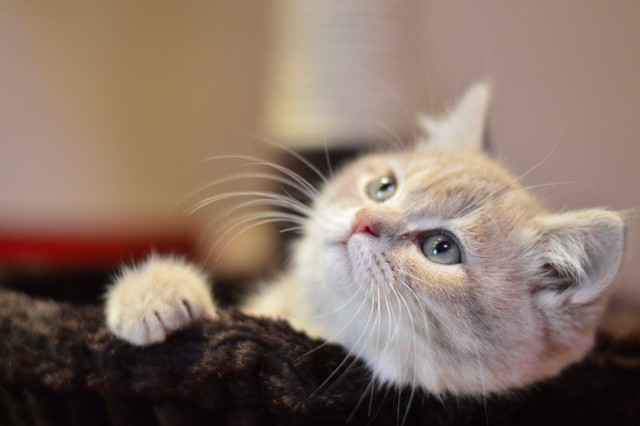 Ilustrasi: Cara agar Kucing Tidak Stres. Sumber: Pixabay.com
