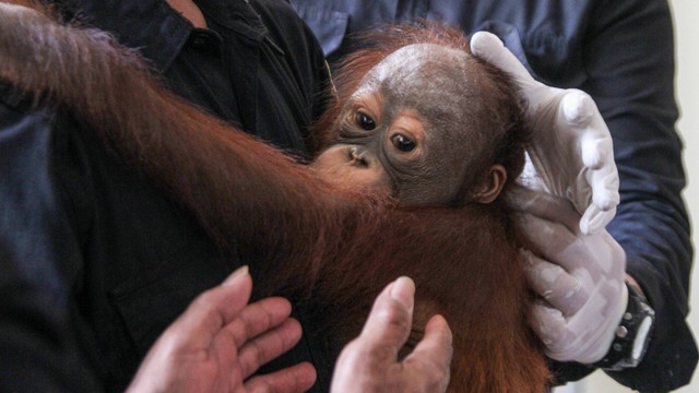Petugas menggendong bayi Orangutan Kalimantan subspecies wurmbii (Ponggo Pygmaeus Wurmbii) berada dalam kandangnya di kantor Balai Konservasi Sumber Daya Alam (BKSDA) Jatim, Juanda, Sidoarjo, Jawa Timur, Kamis (21/9). Foto: ANTARA FOTO/Umarul Faruq