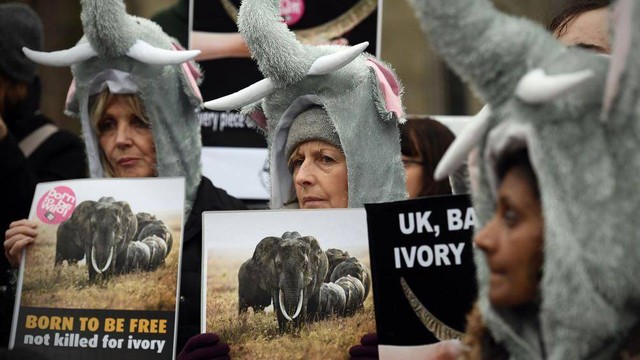 Ribuan Gajah Dibunuh Tiap Tahun demi Gadingnya, Bagaimana Menyelamatkannya?