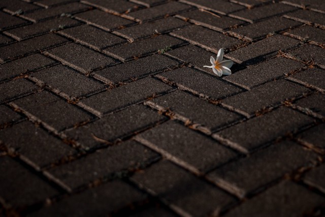 Ilustrasi : paving block (Foto oleh Mochammad  Algi dari Pexels: https://www.pexels.com/id-id/foto/foto-bunga-di-tanah-3126503/)