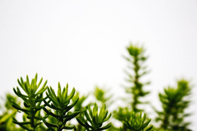 Ilustrasi tanaman porang. Sumber foto: Unsplash