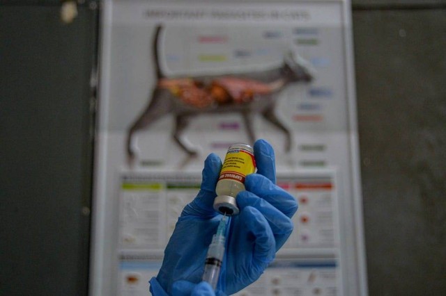 Ilustrasi vaksin rabies. | Foto: Raisan Al Farisi/Antara Foto