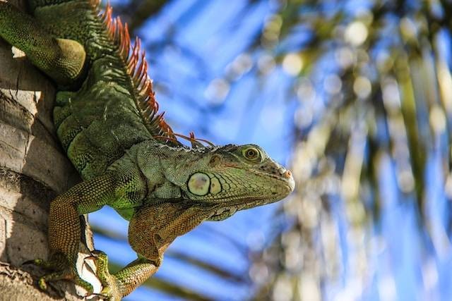 Ilustrasi Makanan Favorit Iguana. Foto: dok. Unsplash/Mason Jones