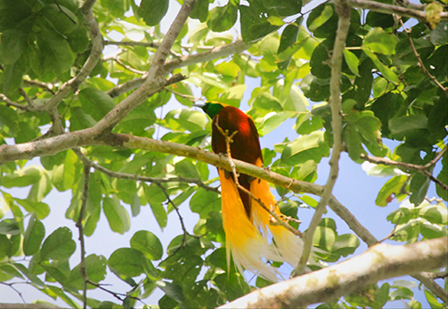 Burung Paradisaea Minor. Foto: WWF Indonesia