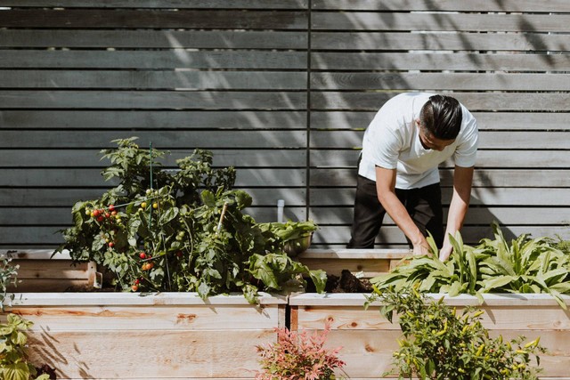 Ilustrasi tanaman sayur di dataran rendah. Sumber foto: Unsplash