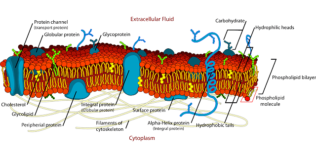 Kromosom homolog adalah. Gambar hanya ilustrasi. Sumber: Pixabay