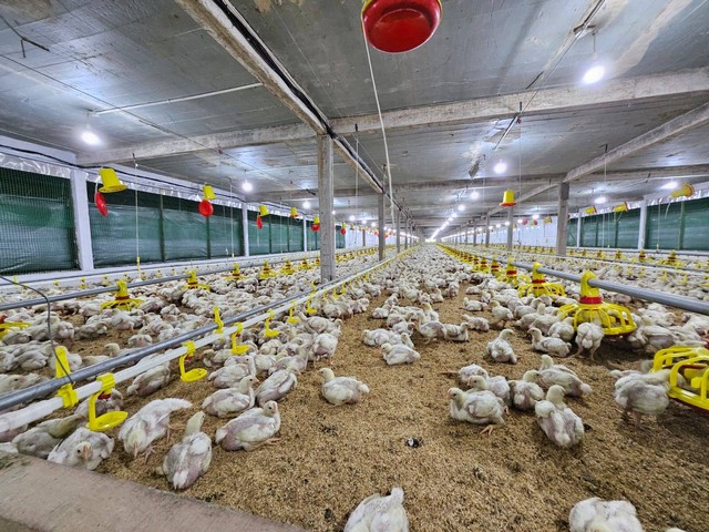Industri peternakan ayam di Singkawang menggunakan listrik PLN. Foto: Dok. PLN Kalbar