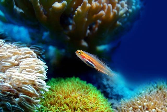 Ilustrasi fungsi skimmer aquarium. Foto: Pixabay