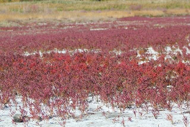 Ilustrasi alga merah. Foto: Pixabay