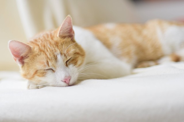 Ilustrasi kucing yang demam dan tidur terus. Foto: Pexels