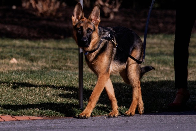 Commander, anjing milik Presiden AS Joe Biden diajak berjalan-jalan di South Lawn sebelum kembali ke Gedung Putih di Washington, DC, pada 13 Maret 2022. Foto: Samuel Corum / AFP