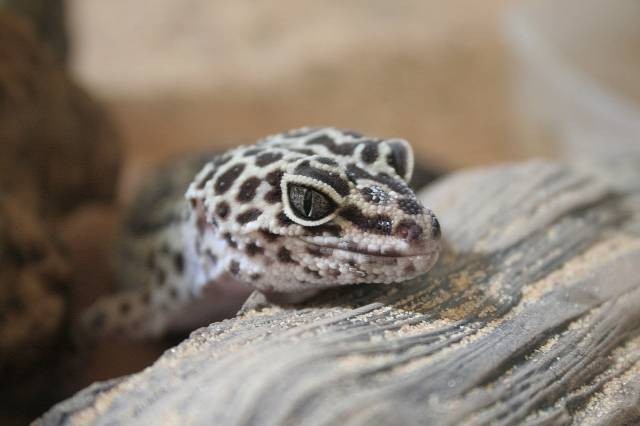 Ilustrasi jenis gecko termahal. Foto: Pixabay