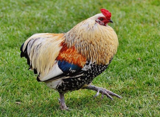 Ilustrasi pakan ayam broiler. Foto: Pixabay