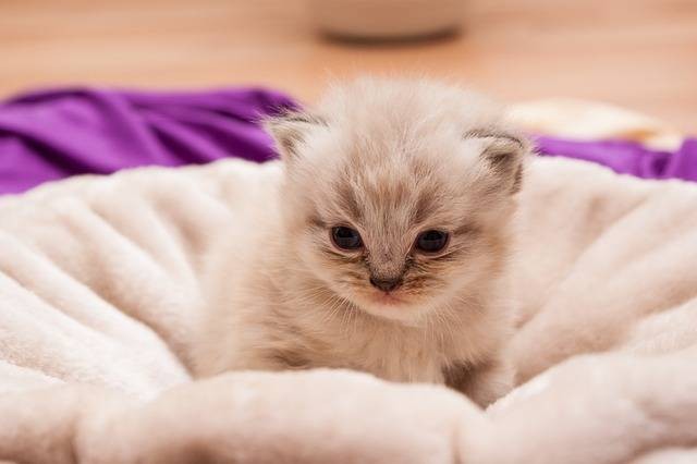 Ilustrasi ciri-ciri kucing persia mix kampung. Foto: 558124/Pixabay