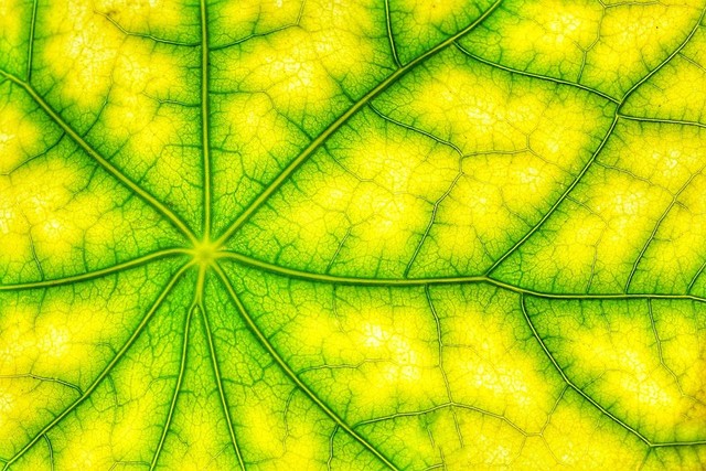 Ilustrasi cara tumbuhan mencari makan. Sumber: Pixabay / AStoKo