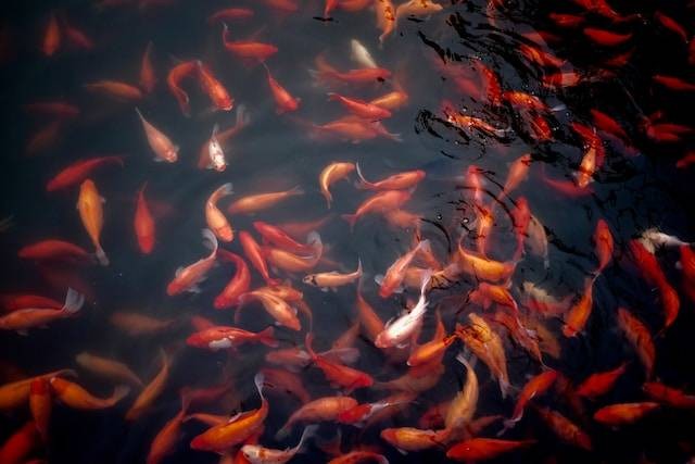 Ilustrasi manfaat pupuk pada kolam ikan, sumber foto: unsplash.com/Jeremy Cai