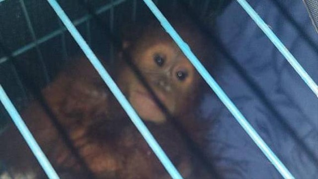 Orang utan yang diamankan Polda Sumut yang hendak dijual di jaringan jual beli satwa liar internasional.
Foto: Polda Sumut