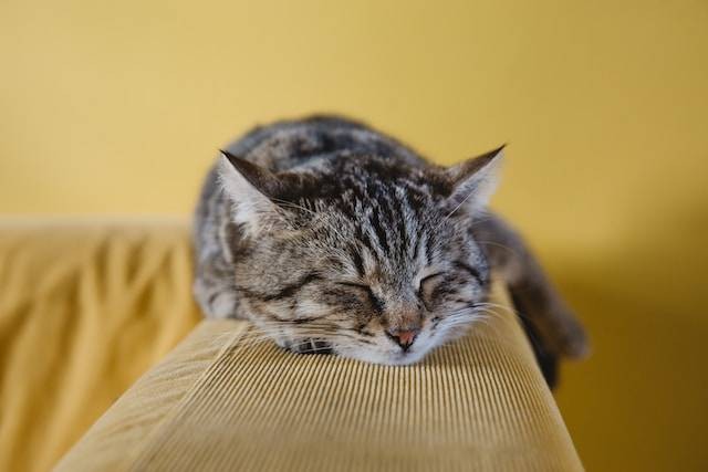 Ilustrasi Cara Mengobati Bisul pada Kucing. Foto: dok. Unsplash/Sabri Tuzcu