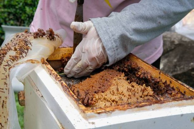 Taman Wisata Lebah. Sumber : UNSPLASH/beekeepx