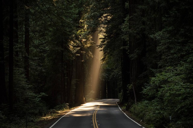 Kawasan Hutan Raya Babakan Siliwangi, Gambar hanyalah ilustrasi, Sumber: Unsplash/JOHN TOWNER