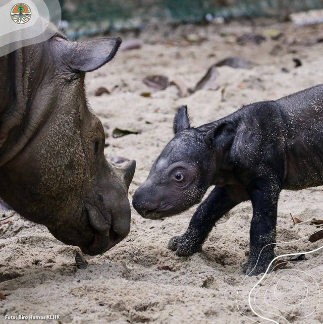 Anak badak sumatera kembali lahir di Suaka Rhino Sumatera Taman Nasional Way Kambas (SRS TNWK). | Foto: Biro Humas KLHK