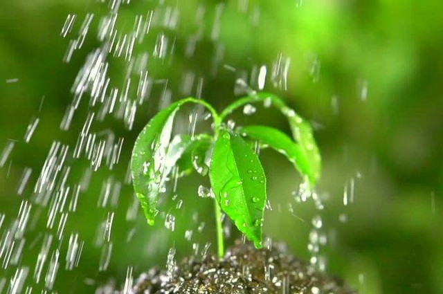Ilustrasi tanaman. Sumber: Shutterstock