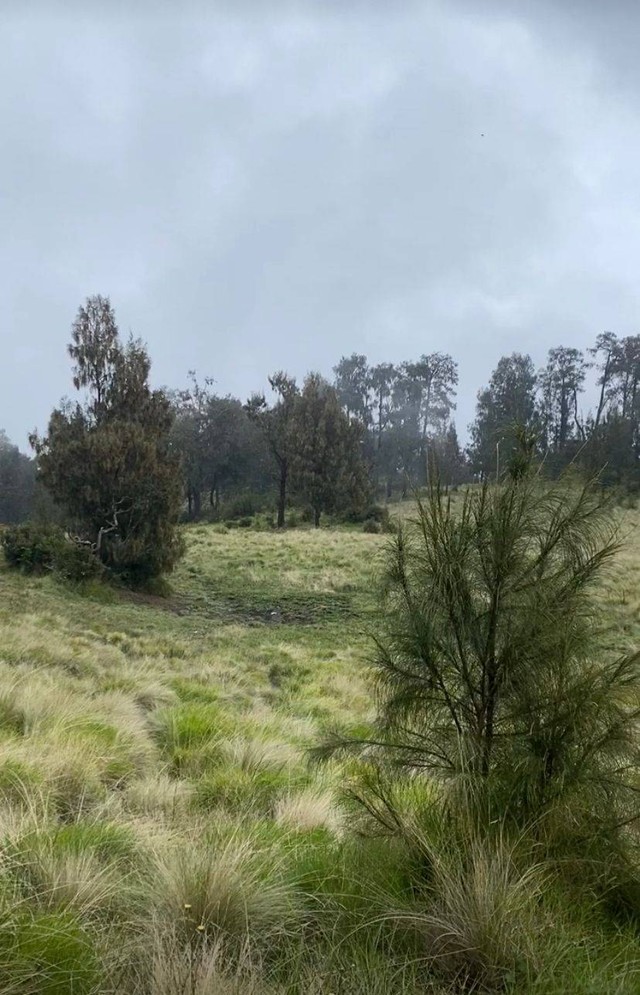 Sabana Gunung Lawu (Sumber : Pribadi, Rabu 30/9/2023)