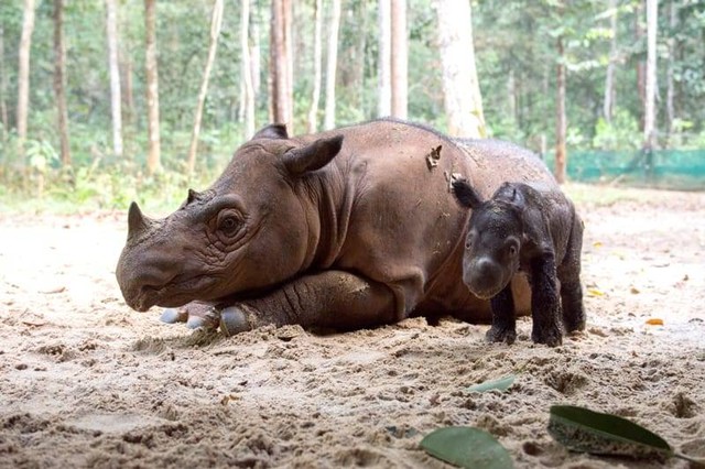 Badak Sumatera Ratu bersama anaknya. | Foto : Dok. waykambas.org