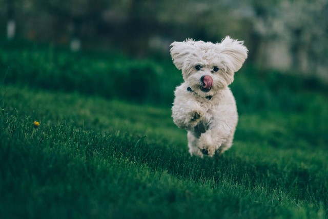 Ilustrasi kenapa anjing guling-guling di rumput. Sumber foto: unsplash