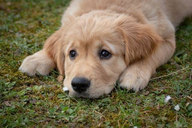 Ilustrasi golden retriever personality artinya. Foto: Birgit/Pixabay