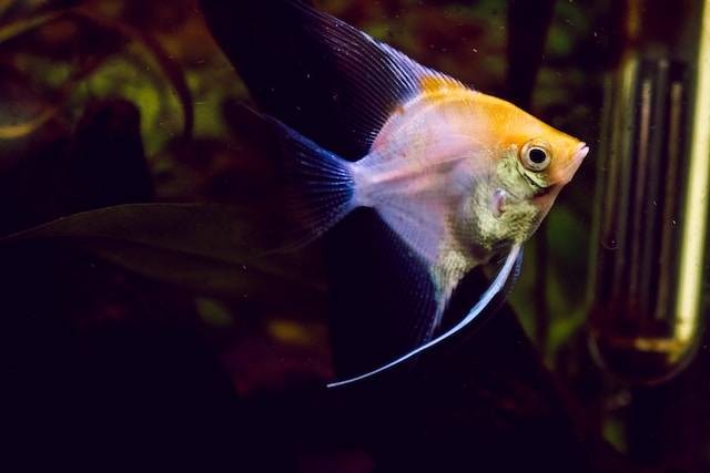 Ilustrasi  Ikan Manfish Termahal. Foto: dok. Unsplash/Danilo Batista