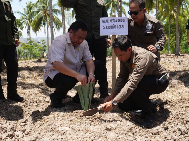 Wakil Ketua DPR RI Bidang Korinbang, Rachmat Gobel mencanangkan Gerakan Menanam Nanas di Hutabohu, Limboto Barat, Kabupaten Gorontalo pada Kamis (28/9). dok. istimewa
