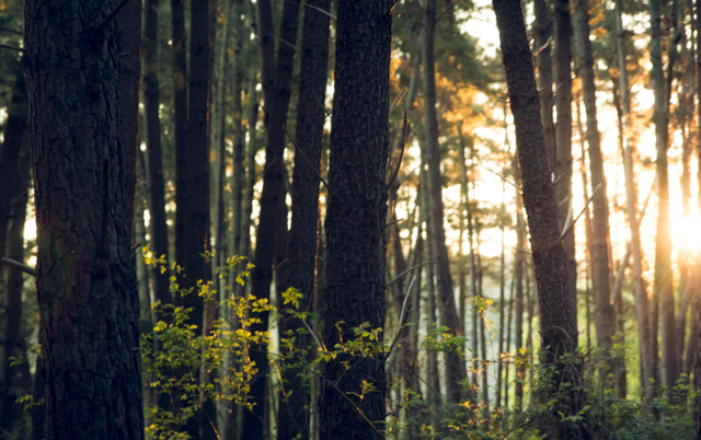 Caption Hari Habitat Sedunia. Sumber: Unsplash/Dan Stark