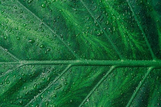 Ilustrasi Perbedaan Proses Fotosintesis pada Tumbuhan C3, C4, dan CAM. Sumber:Pexels/Scott Webb