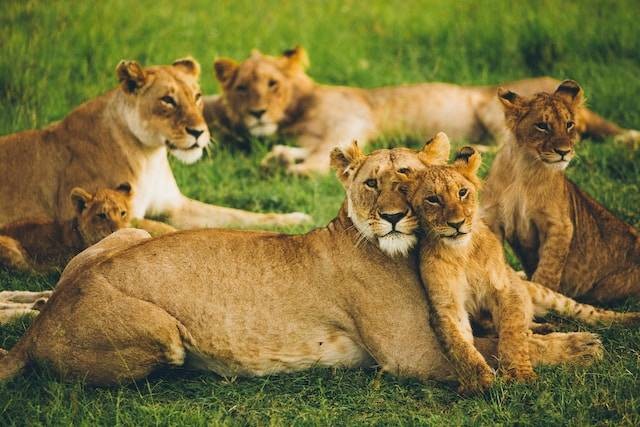 Ilustrasi ucapan Hari Hewan Sedunia, sumber foto: unsplash.com/Leonard von Bibra