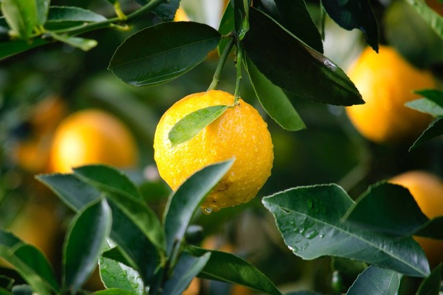 Ilustrasi cara menanam lemon dalam pot. Sumber: Ryan Baker/pexels.com